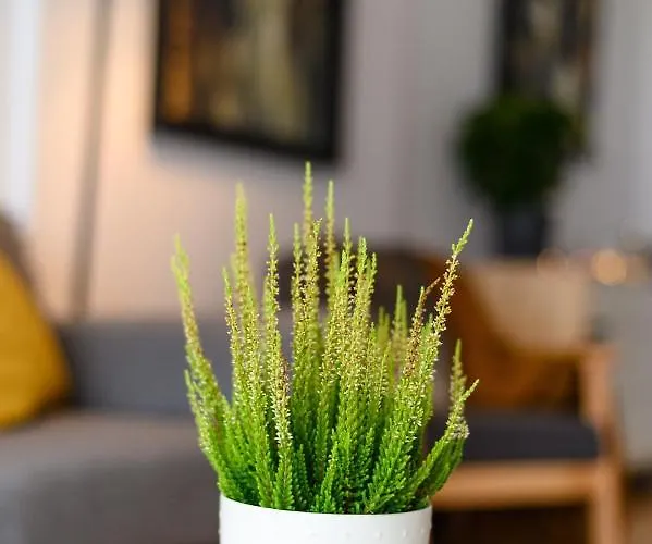 Northapartments 4* Bukareszt